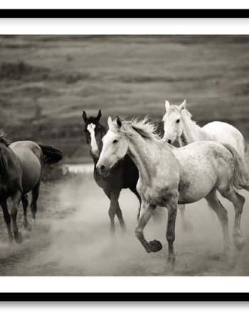 Running horses