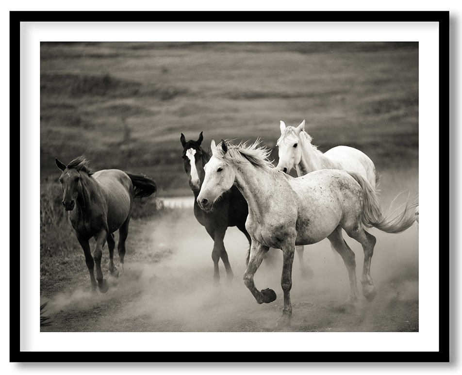 Running horses